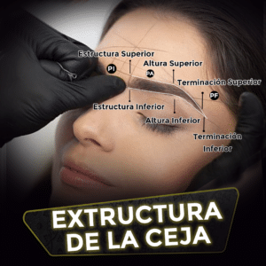 Estructura de la ceja